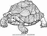 Turtle Coloring Realistic Pages Getdrawings sketch template