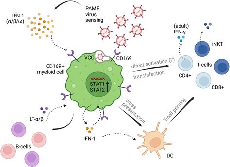 Frontiers Myeloid CD169 Siglec1 An Immunoregulatory Biomarker In