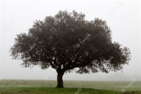 Premium Photo Large Lone Tree Surrounded By Fog