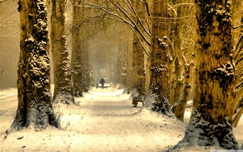 Trees In The Winter Wood Desktop Wallpapers 2560x1600