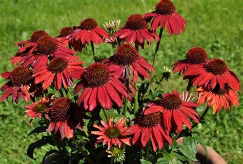 Echinacea Plant Types What Are Some Popular Coneflower Varieties