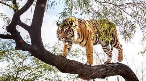 Tiger Goes On A Tree Trunk Wallpapers And Images Wallpapers Pictures