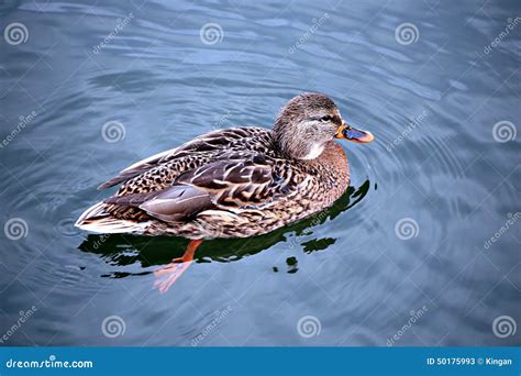 Duck Swims On The Waves Stock Image Image Of Brown Feathers 50175993