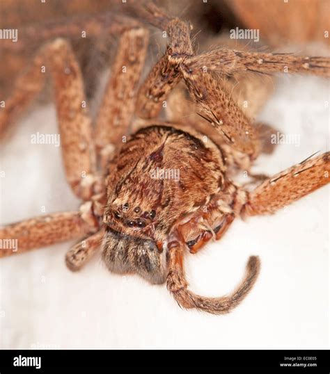Close Up Of Large Reddish Brown Female Huntsman Spider With Row Of