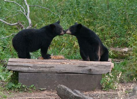 Vince Shute Wildlife Sanctuary Minnesota Black Bears Vince Shute