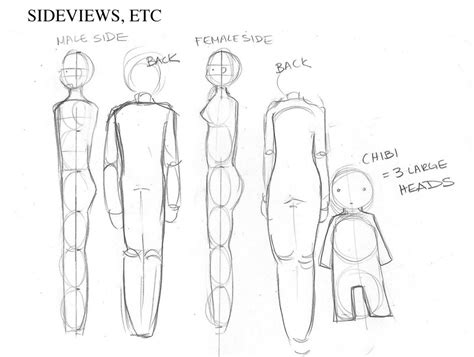 Male Body Proportions Drawing At Getdrawings Free Download