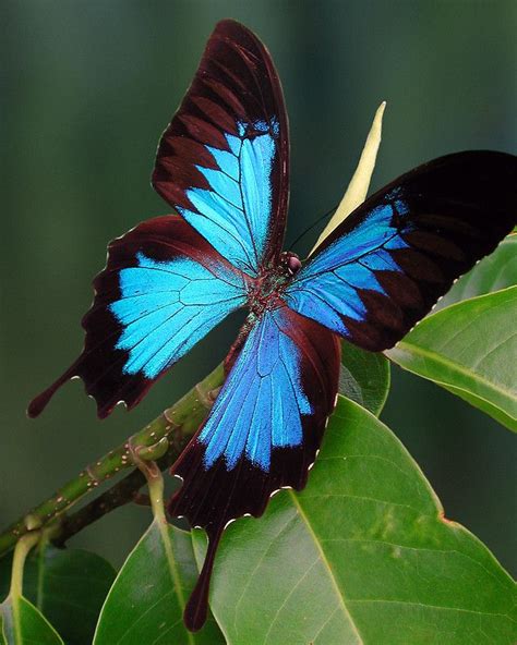~~ulysses Butterfly By Juliem~~ Mariposa Morfo Azul Mariposas De
