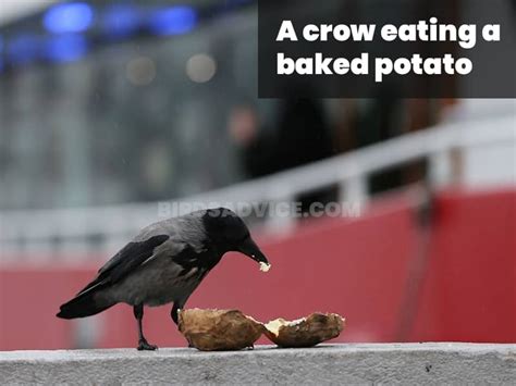 What Do Crows Eat List Of Crow Diets With Pictures 2022