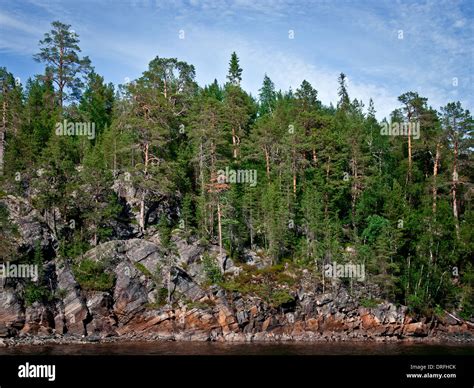 Scandinavian And Russian Taiga Hi Res Stock Photography And Images Alamy