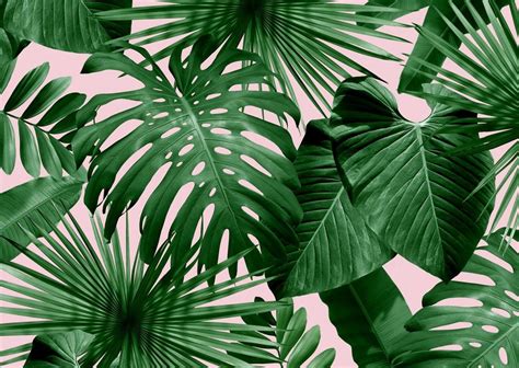 Aesthetic Palm Leaves Wallpapers Ntbeamng