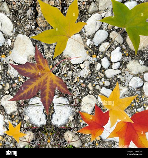 Autumn Leaves On Stones Stock Photo Alamy