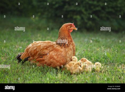 Mother Hen With Her Chicks In The Field Hen With Chickens In A Rural