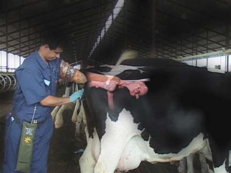 Dairy Cattle Anatomy
