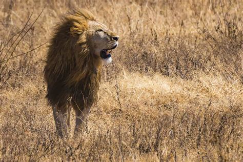 African Animals In Photos Wildlife Encounters On Safari In Africa