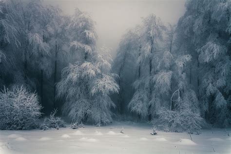 Frozen Forest Photograph By Evgeni Dinev Pixels
