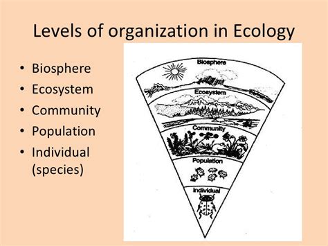 Ecology Levels Of Organization