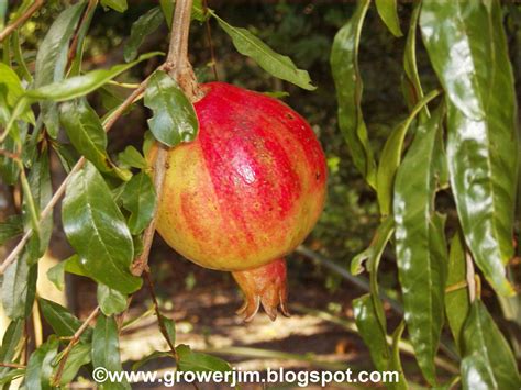 Garden Adventures Pomegranate Punica Granatum