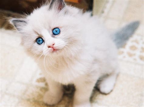 Fascinating Articles And Cool Stuff Cute Kittens Wallpapers