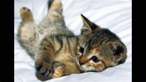 超かわいい 子猫の画像を集めてみた！癒しの子猫ちゃん～cat～ Youtube