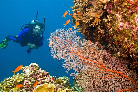 Get To Know Australias Great Barrier Reef Goway