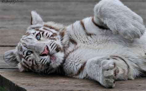 White Tiger Cub Wallpaper ·① Wallpapertag