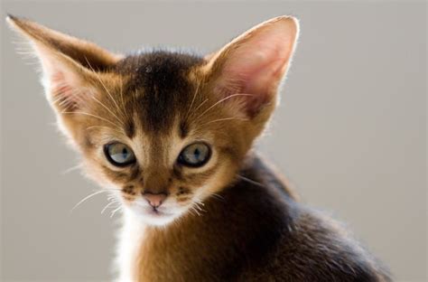 Love a cat with oversized ears? 5 Amazing Cats with Big Ears on Worced