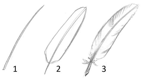 How To Draw A Feather How To Draw Tutorials In 2021 Easy Drawings