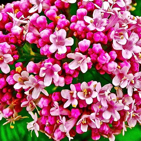 Pink Lilac Closeup On Mackinac Island In Michigan Photograph By Ruth