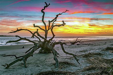 Sunrise Driftwood Beach Jekyll Island Photograph By Eric Albright