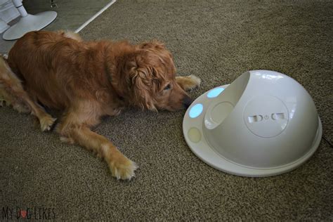 Games for dogs is a must have game for your device if you are a pet lover, looking for dog toys app. Exploring the CleverPet Hub - The Worlds 1st Game Console ...