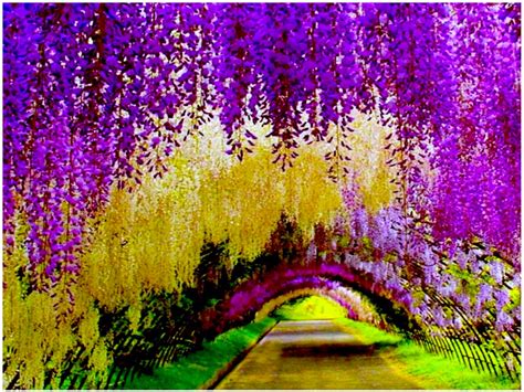 อุโมงค์ดอกวิสทีเรีย Kawachi Fuji Garden Wisterias Blossom Once In