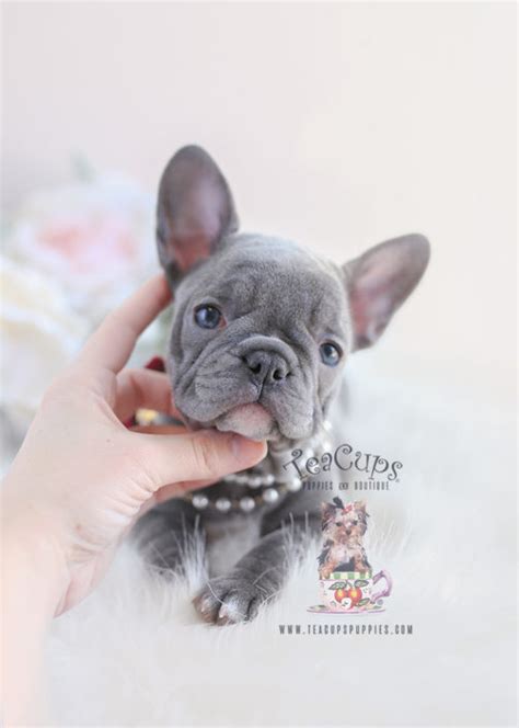 Playful, outgoing and has the cutest lil strutt ever! French Bulldog Puppies For Sale by TeaCups, Puppies ...
