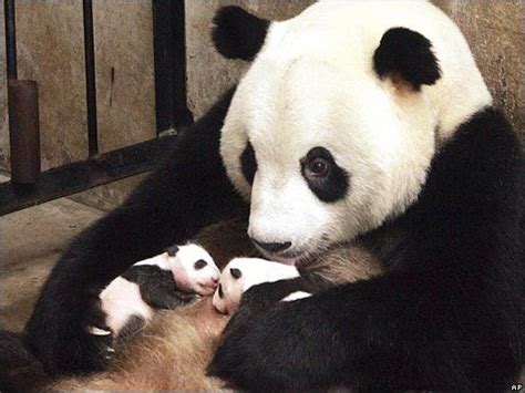 Animales Con Sus Crias Panda Bebe Osos Panda Y Stuffed