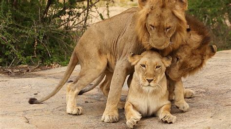 3 Male Lions Mate With 1 Lioness