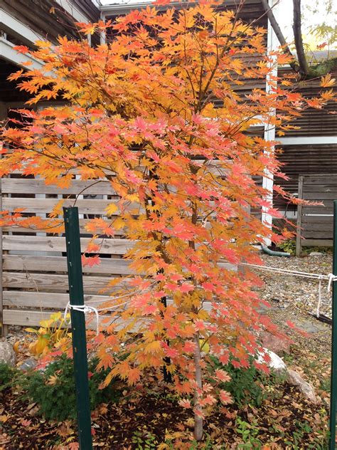 Check spelling or type a new query. Northwind Japanese Maple from Iseli - Fall Color | Patio ...