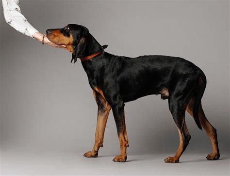 Black And Tan Hound Hunting