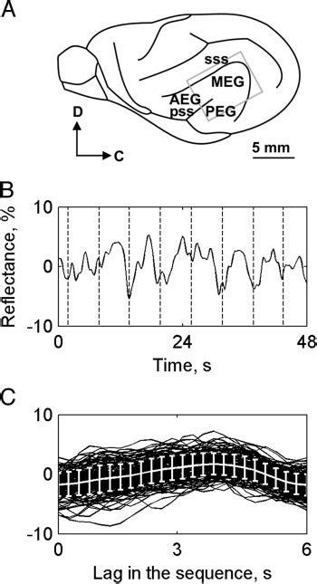 A Schematic Of The Left Ferret Cortex Rectangle Shows The Typical