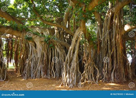 Aerial Prop Roots Of Banyan Tree Stock Image 140941201