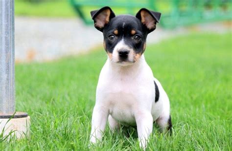 Toy Fox Terrier Puppies For Sale Keystone Puppies