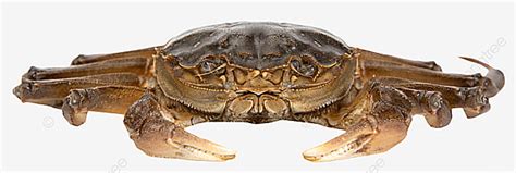 Hairy Crab Png Image Hairy Crabs On White June Yellow Hairy Crab In