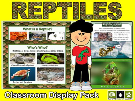 Reptiles Classroom Display Ks2 Teaching Resources