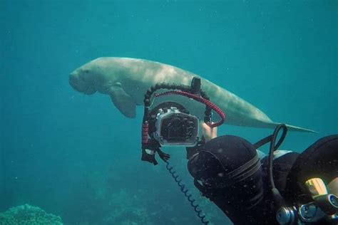 How To Get Into Underwater Photography Diving Lore