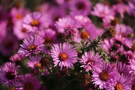 Bright Autumn Flowers Stock Image Image Of Natural 158560395