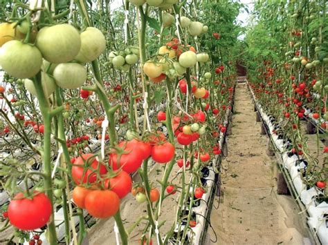 High Tech Agriculture The Extraordinary Profits Of Hydroponic