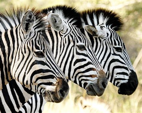 three zebras photograph by tom cheatham