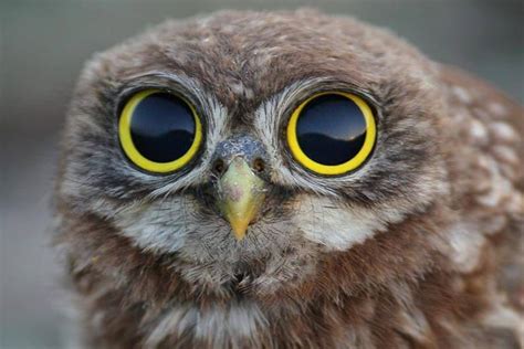 Baby Owl With Very Big Eyes Adorables Pinterest