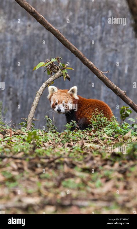 A Lesser Panda Red Panda In A Wildlife Reserve In India Where
