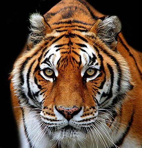 Cool Pictures Of Tigers Eyes