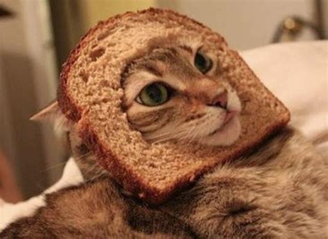 Image 243047 Cat Breading Know Your Meme