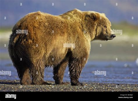 Grizzly Bear Ursus Arctos Horribilis Typical Male With Hump Stock